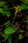 Liparis bowkeri