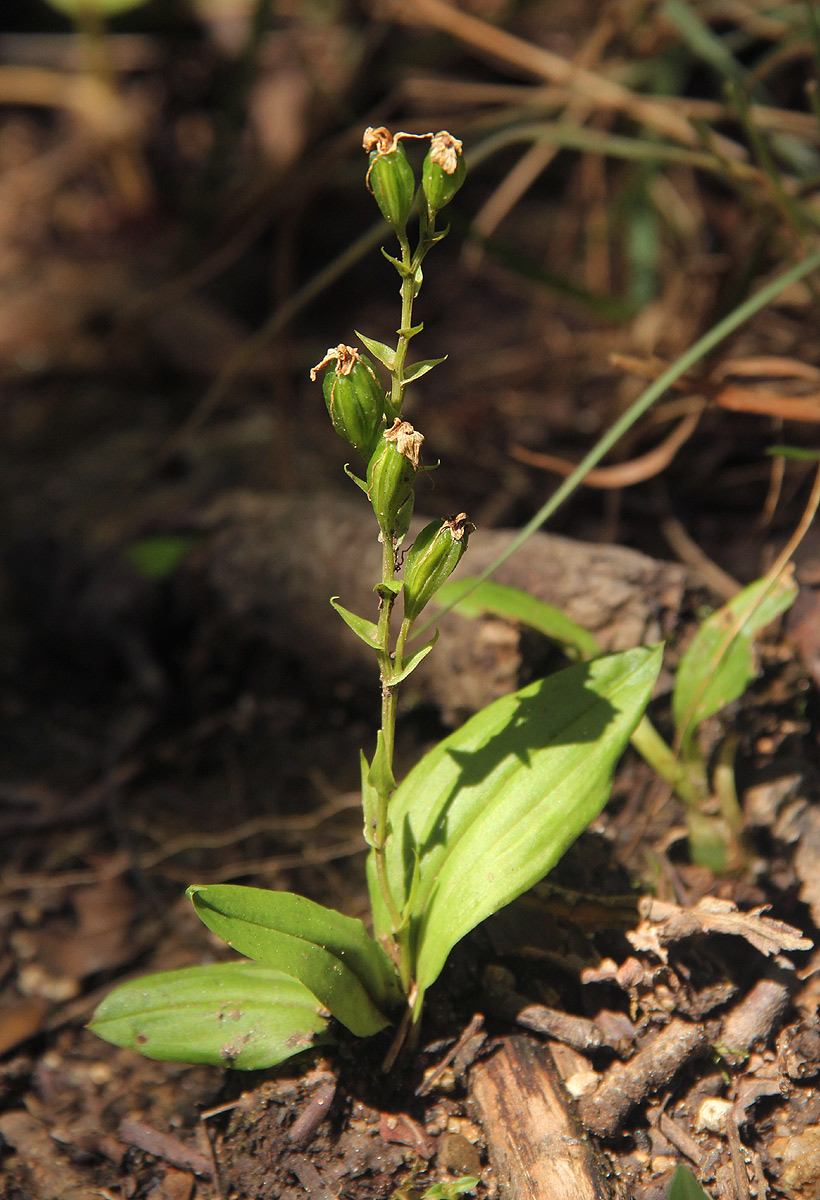 Liparis bowkeri