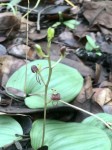 Liparis mulindana