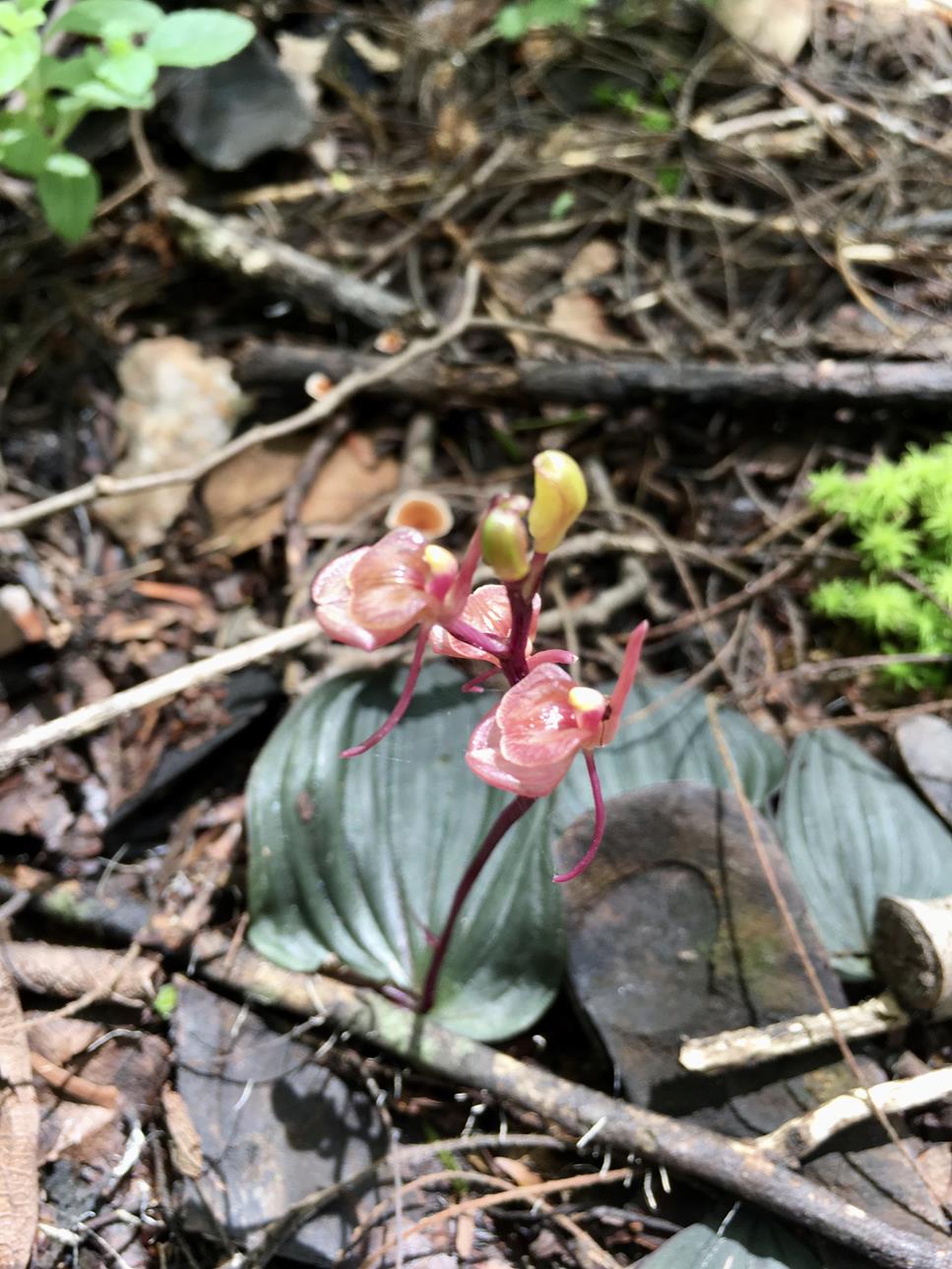 Liparis mulindana