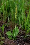 Liparis nervosa