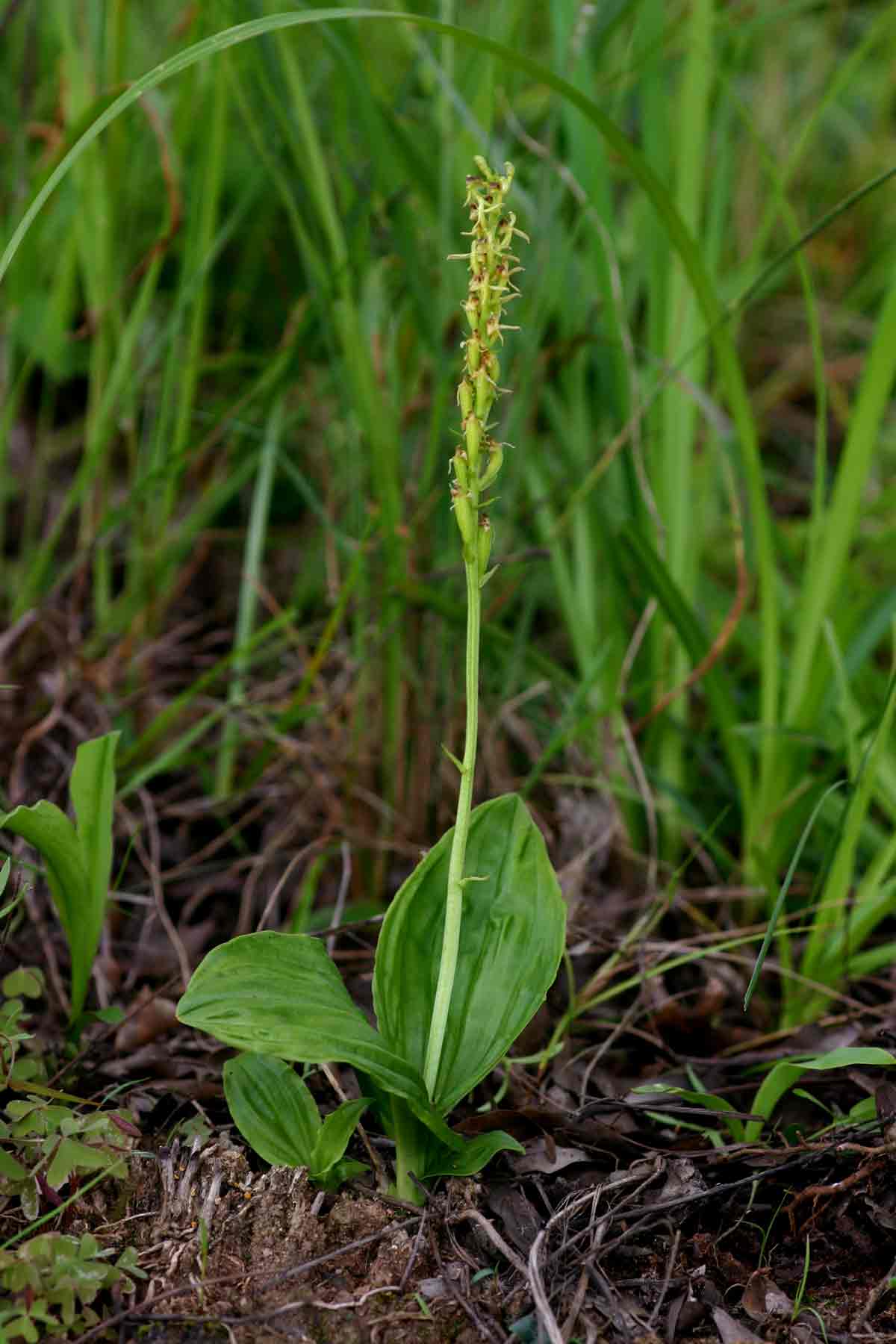 Liparis nervosa