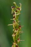 Liparis nervosa