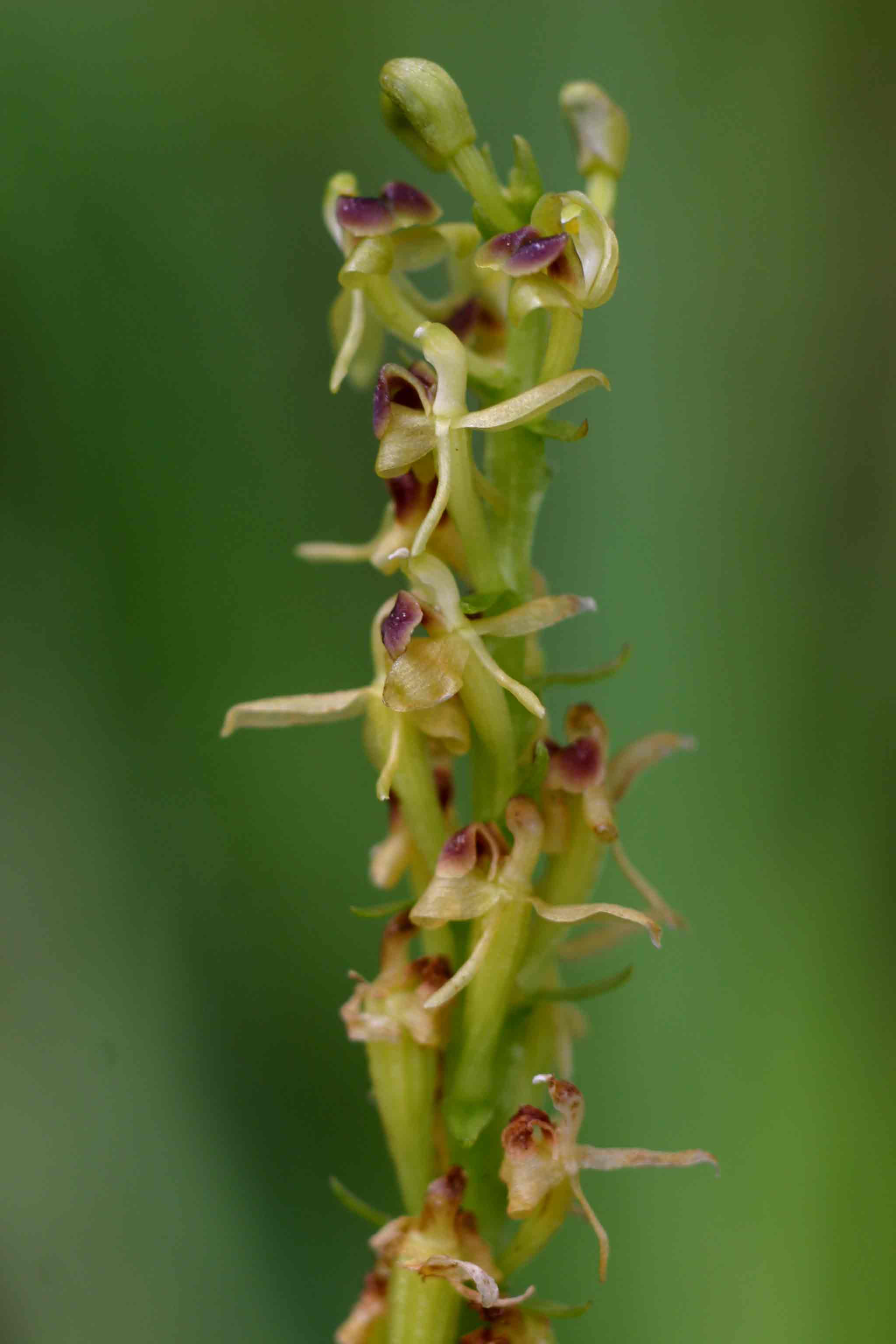 Liparis nervosa