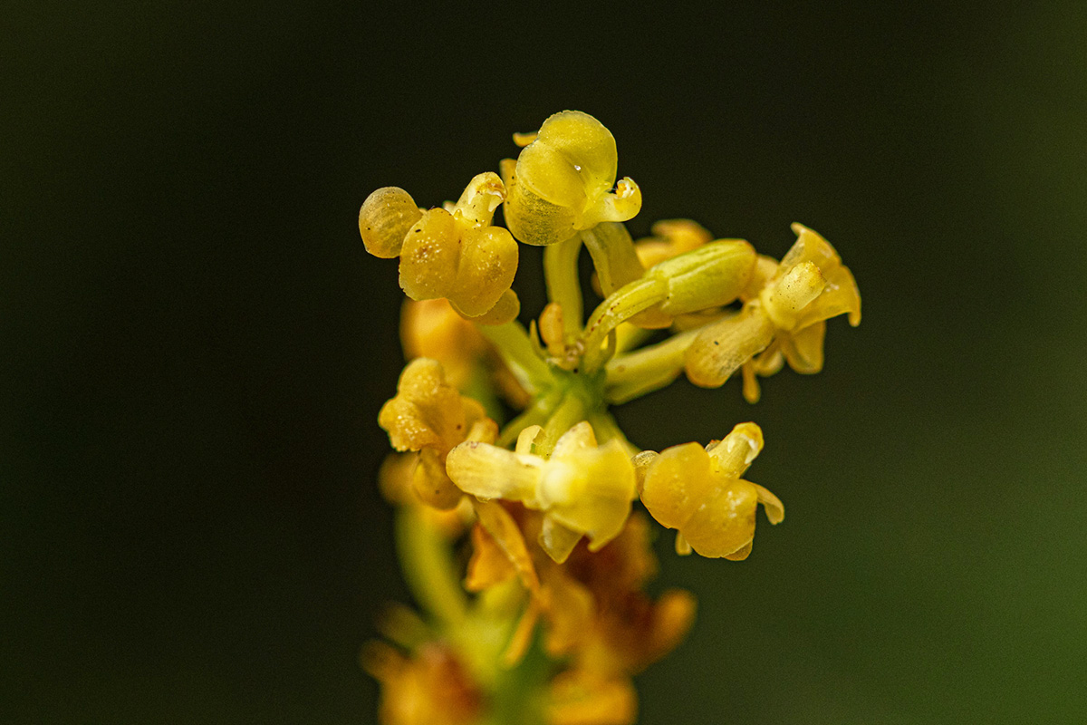 Liparis nervosa