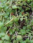 Stolzia repens var. obtusa