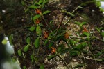 Stolzia repens var. obtusa