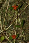 Stolzia repens var. obtusa