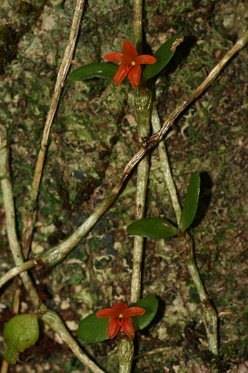 Stolzia repens var. obtusa