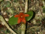 Stolzia repens var. obtusa