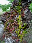 Bulbophyllum elliotii