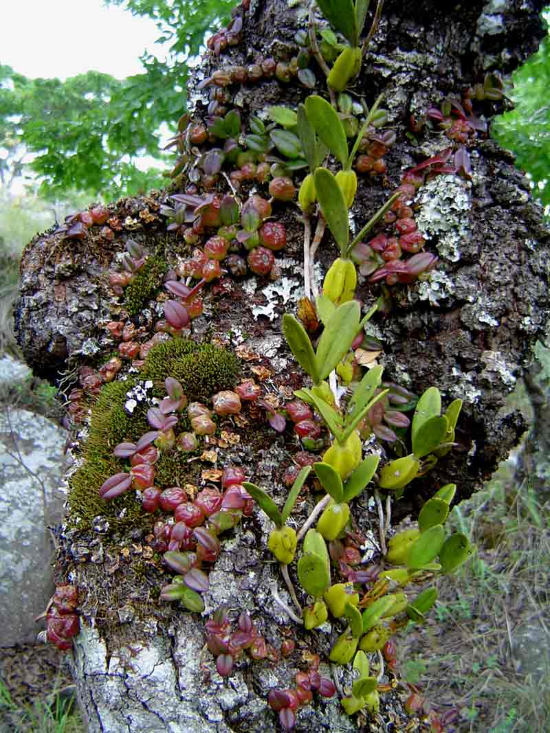 Bulbophyllum elliotii