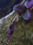 Bulbophyllum elliotii