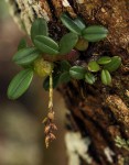 Bulbophyllum elliotii