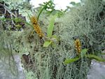 Polystachya adansoniae