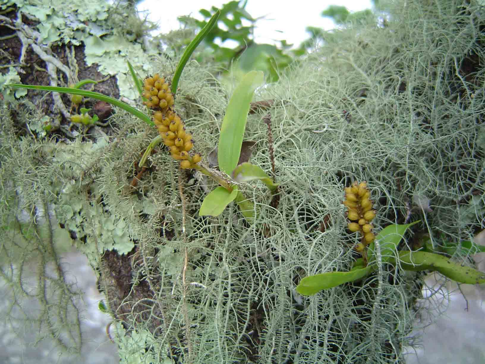 Polystachya adansoniae