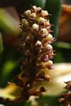 Polystachya adansoniae