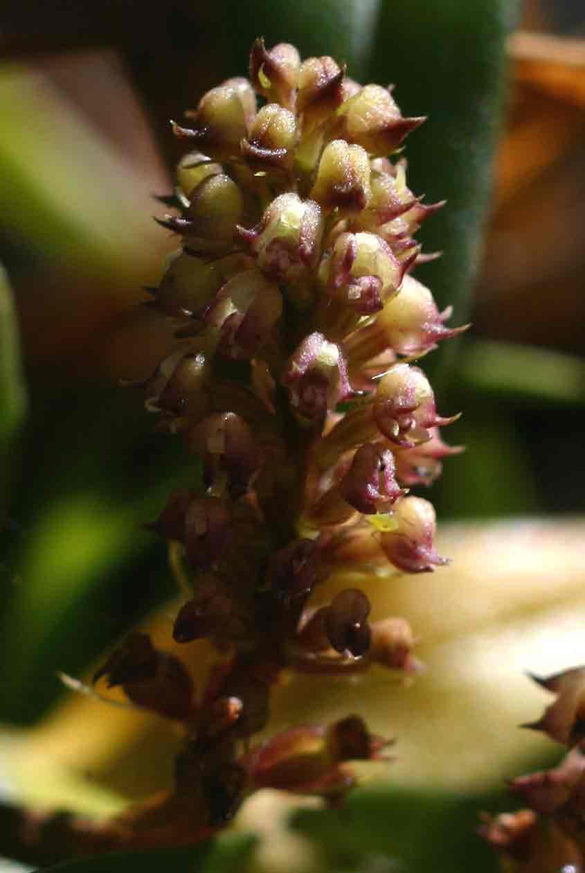 Polystachya adansoniae