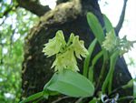 Polystachya albescens subsp. imbricata