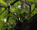 Polystachya albescens subsp. imbricata