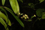 Polystachya albescens subsp. imbricata