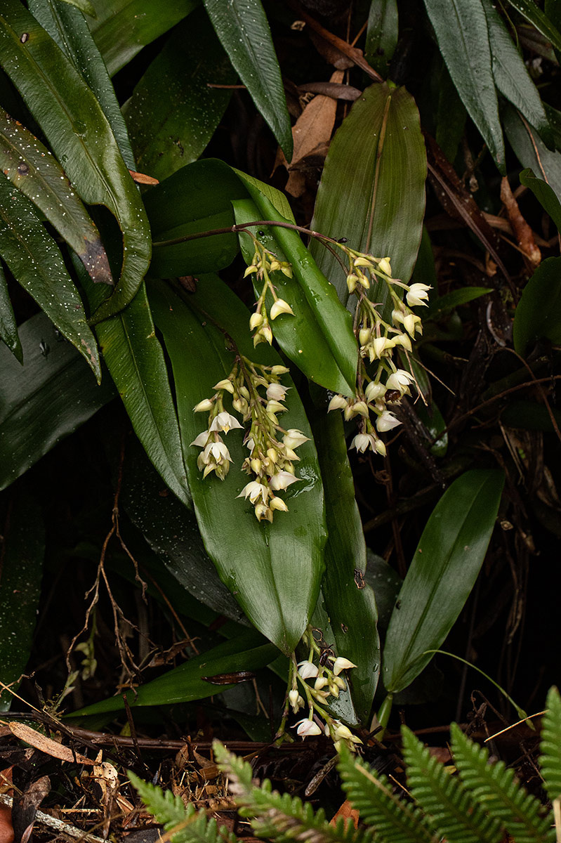 Polystachya cultriformis
