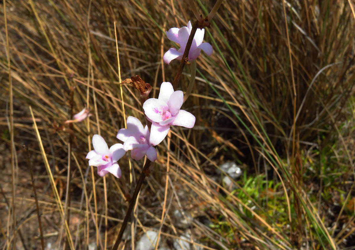 Polystachya dendrobiiflora