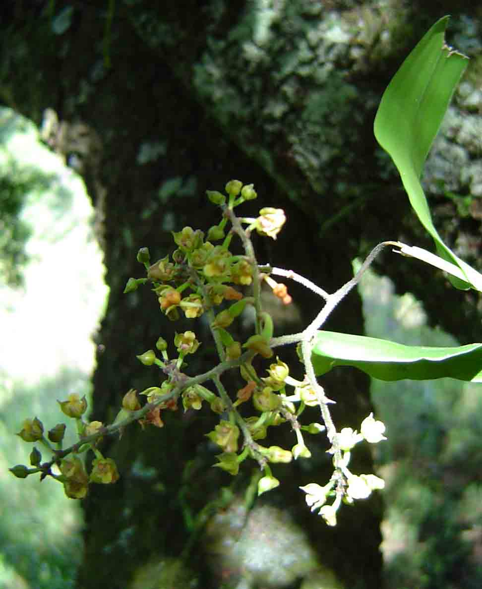 Polystachya fusiformis