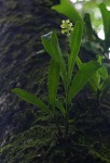 Polystachya concreta