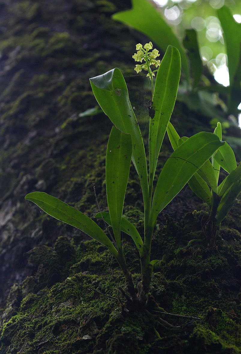 Polystachya concreta