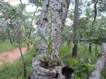 Polystachya concreta