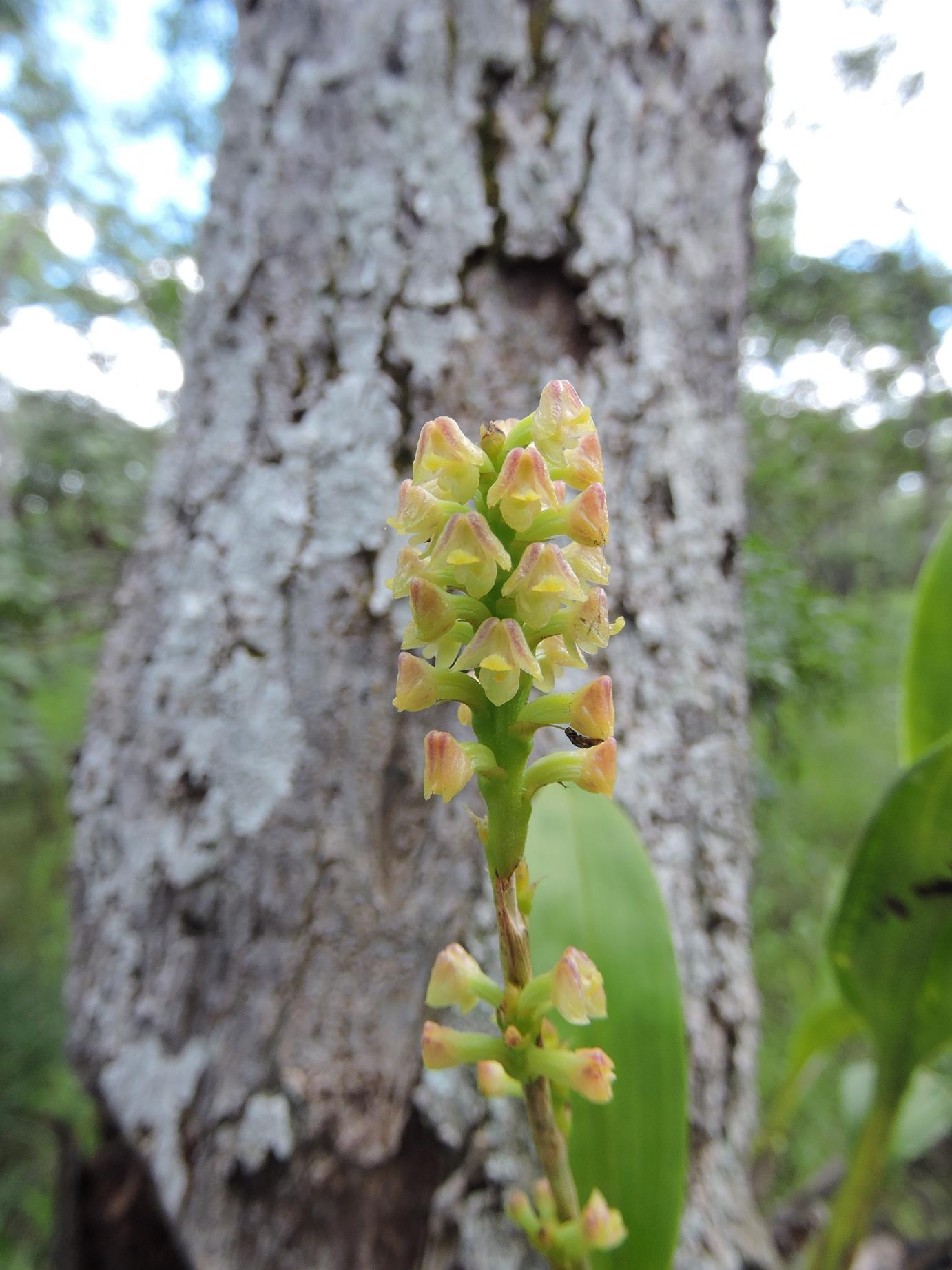 Polystachya concreta