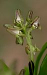 Polystachya transvaalensis
