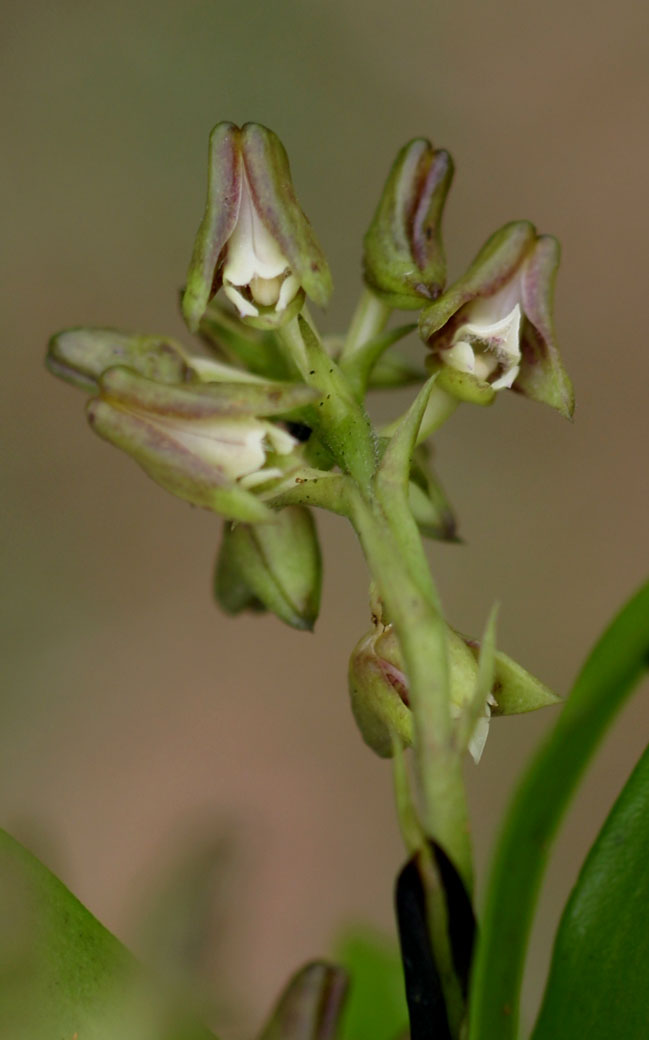 Polystachya transvaalensis