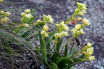 Polystachya zambesiaca