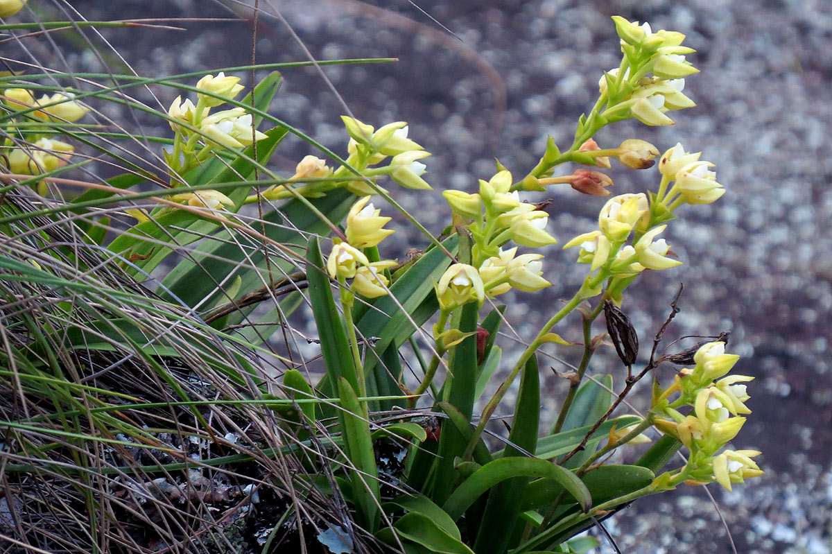 Polystachya zambesiaca