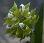 Polystachya zambesiaca