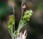 Polystachya zambesiaca