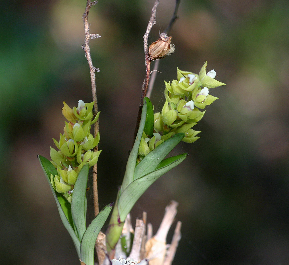 Polystachya zambesiaca