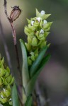 Polystachya zambesiaca