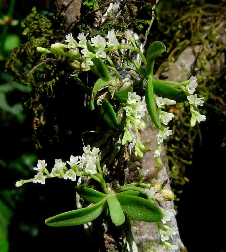 Angraecum chamaeanthus