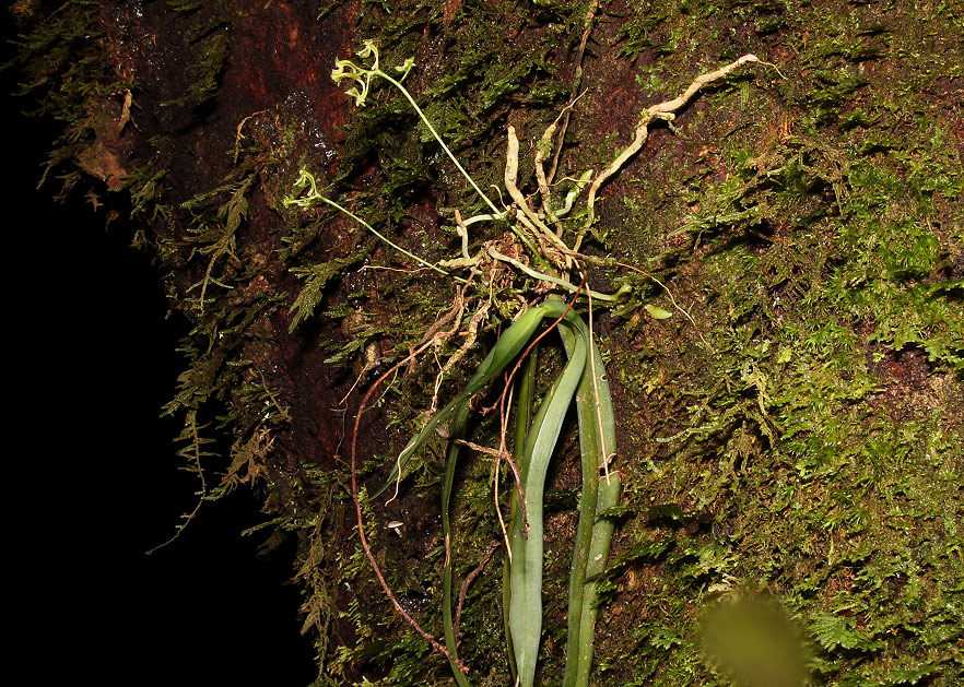 Angraecopsis parviflora