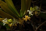Cyrtorchis arcuata subsp. arcuata