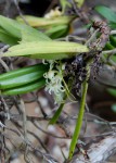 Cyrtorchis arcuata subsp. arcuata
