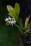 Cyrtorchis arcuata subsp. arcuata