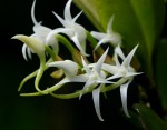 Cyrtorchis arcuata subsp. arcuata