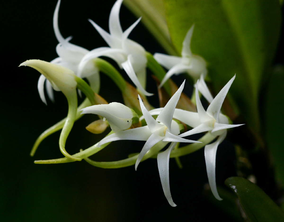 Cyrtorchis arcuata subsp. arcuata