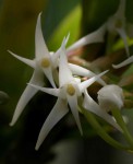 Cyrtorchis arcuata subsp. arcuata