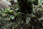 Cyrtorchis crassifolia