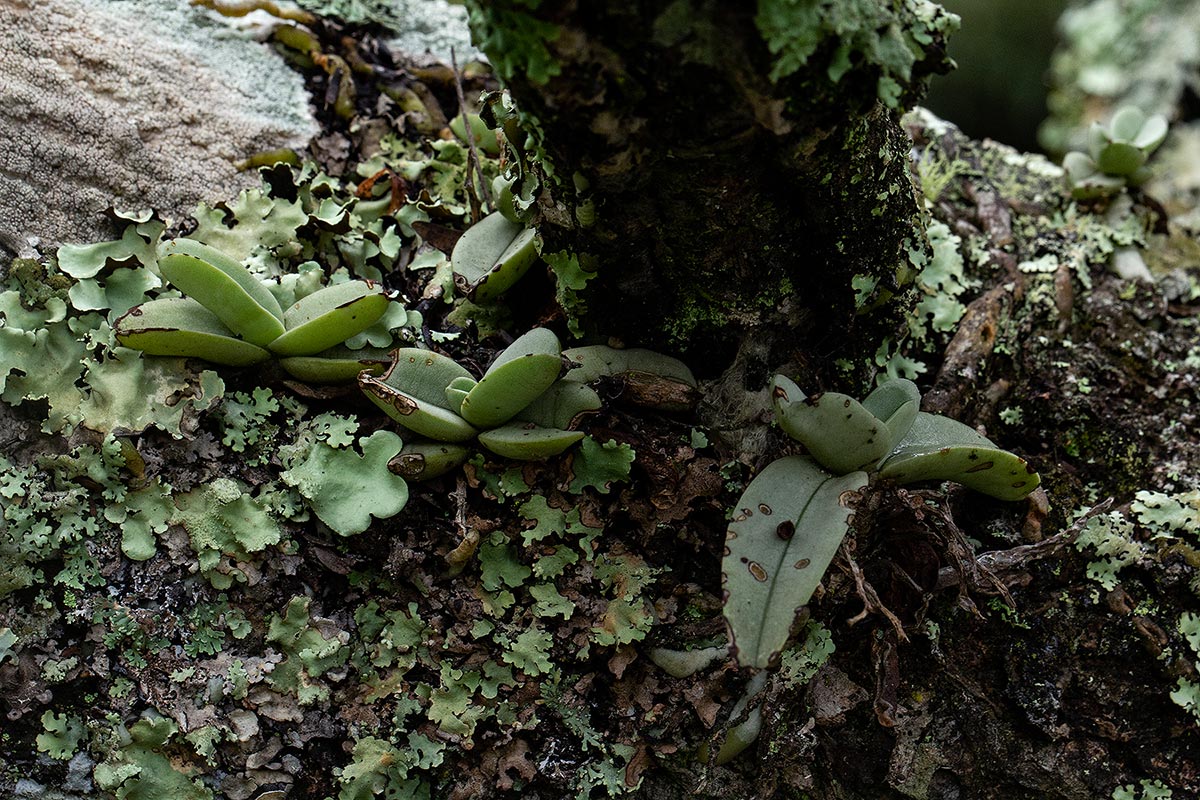 Cyrtorchis crassifolia